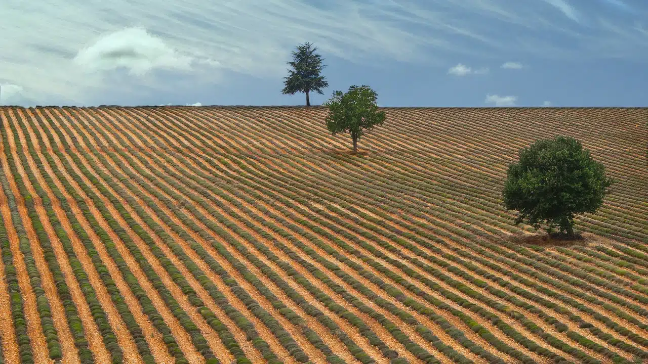 Terroir ensoleillé de Provence, terre du rosé