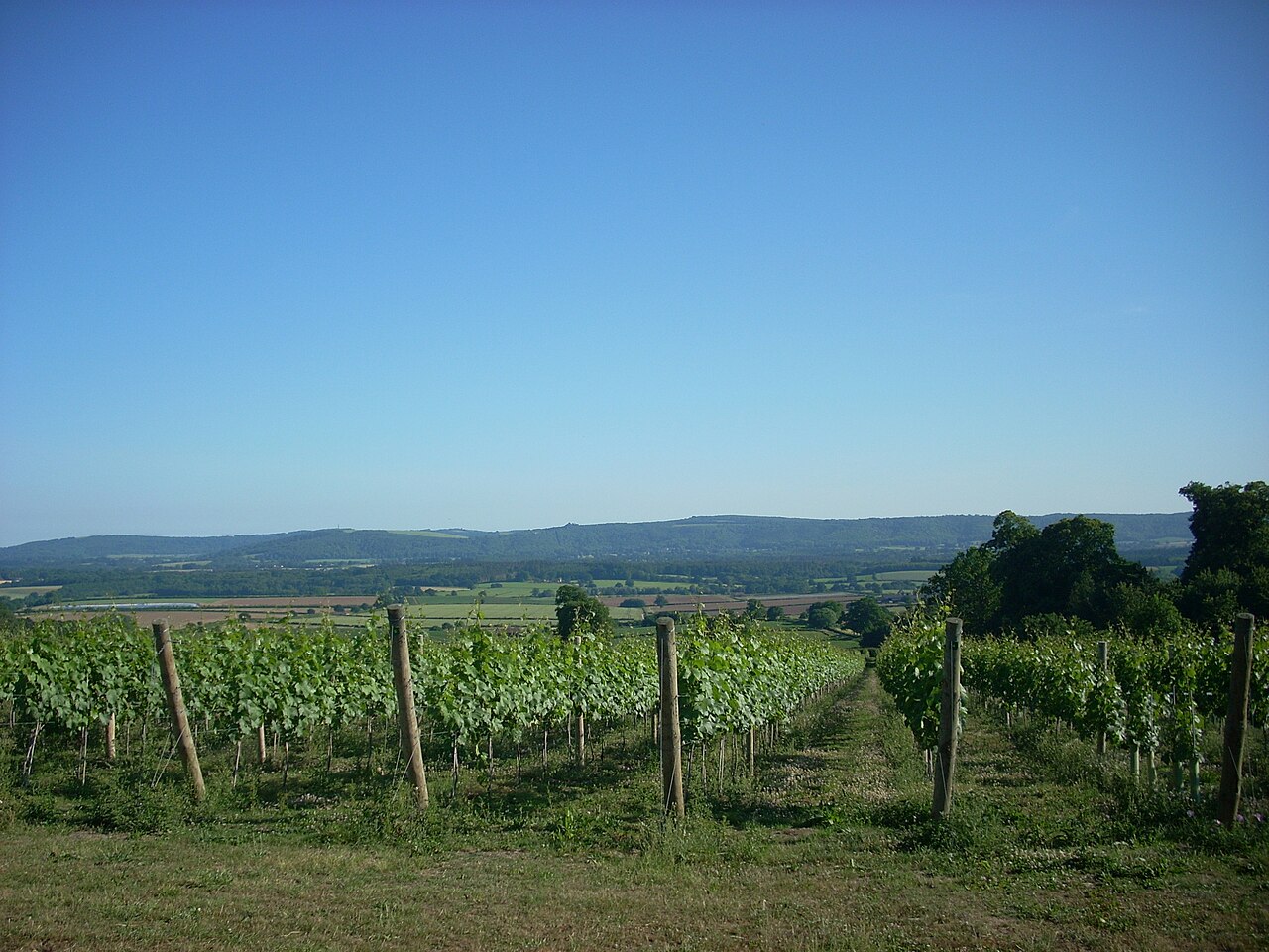 Vignoble de Tillington dans le Sussex, Angleterre
