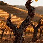 Vieilles vignes : pourquoi les pieds centenaires font de meilleurs vins (et résistent aux maladies)