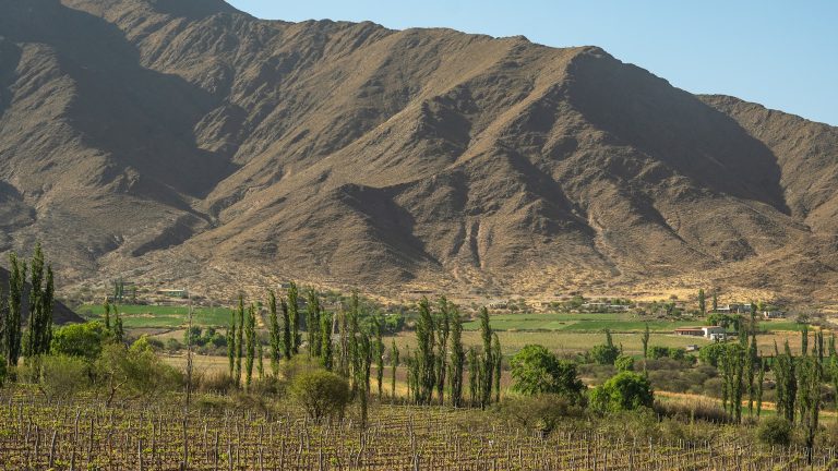 Torrontés — Vignoble de Cafayate avec les Andes, Salta, Argentine