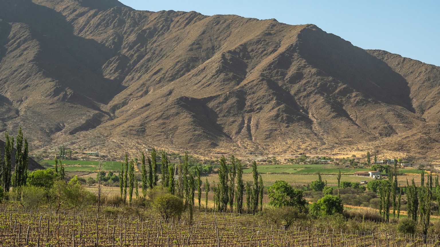 Torrontés — Vignoble de Cafayate avec les Andes, Salta, Argentine