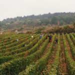 Vendanges 2026 : le calendrier région par région — quand ça commence ?