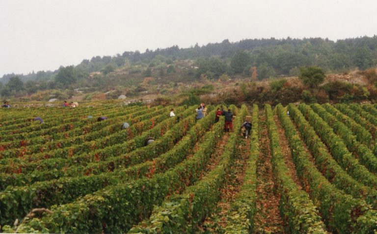 Vendanges 2026 : le calendrier région par région — quand ça commence ?