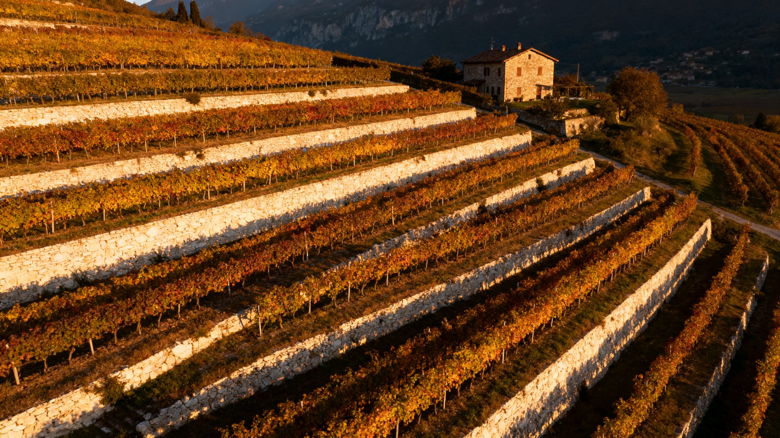 Vignoble Valpolicella collines calcaires en terrasses, Vénétie, Italie