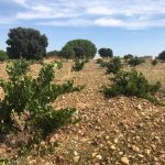 Journée mondiale du Verdejo 2026 : le blanc espagnol qui mérite votre verre cet été