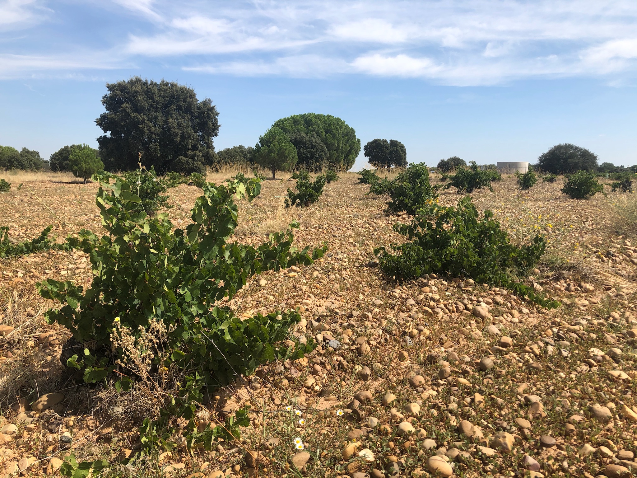 Vignes Verdejo dans le vignoble de Martinsancho, appellation DO Rueda, Castilla y León, Espagne