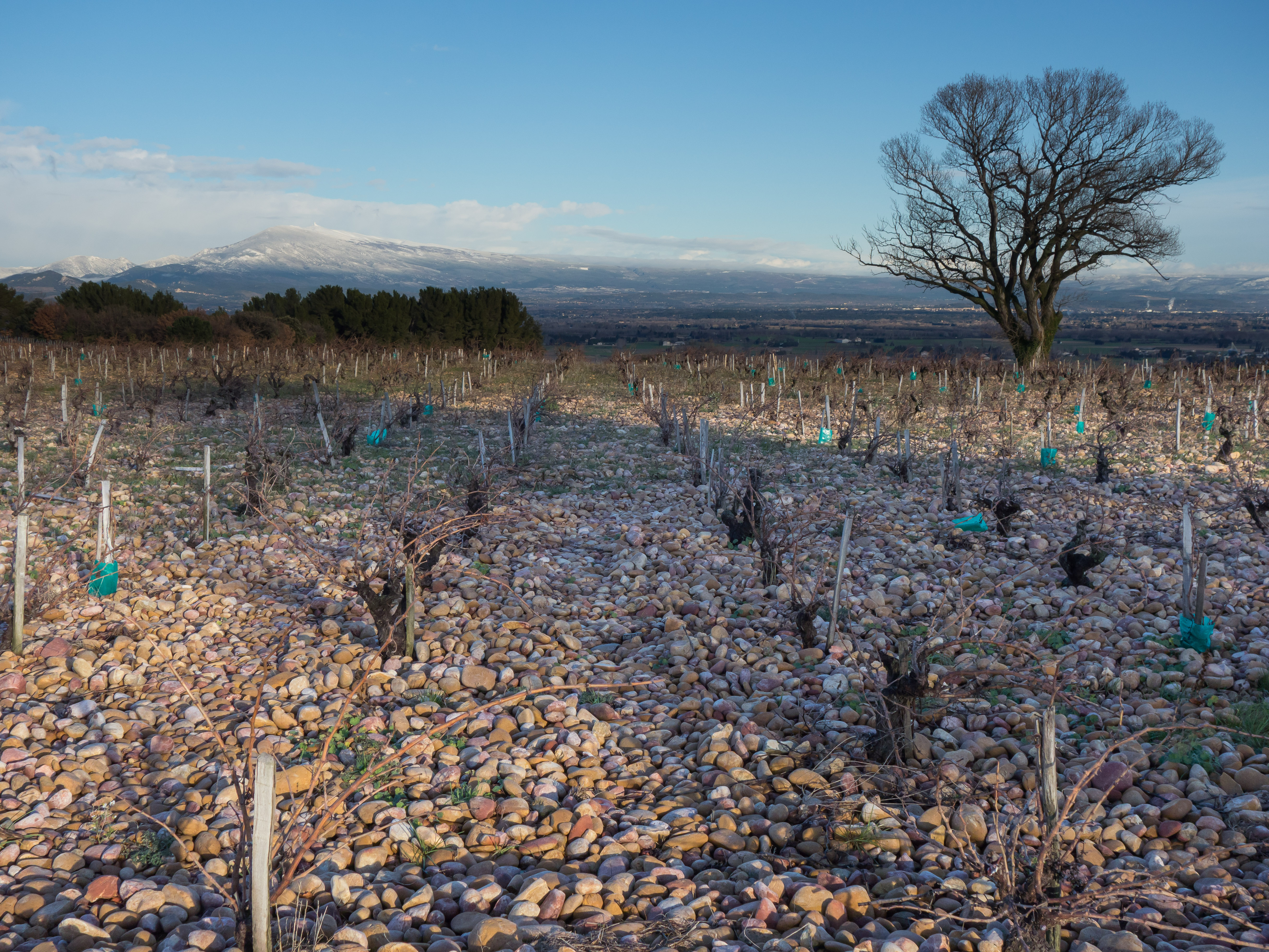 Vieilles vignes dans le vignoble La Crau à Châteauneuf-du-Pape, Vallée du Rhône