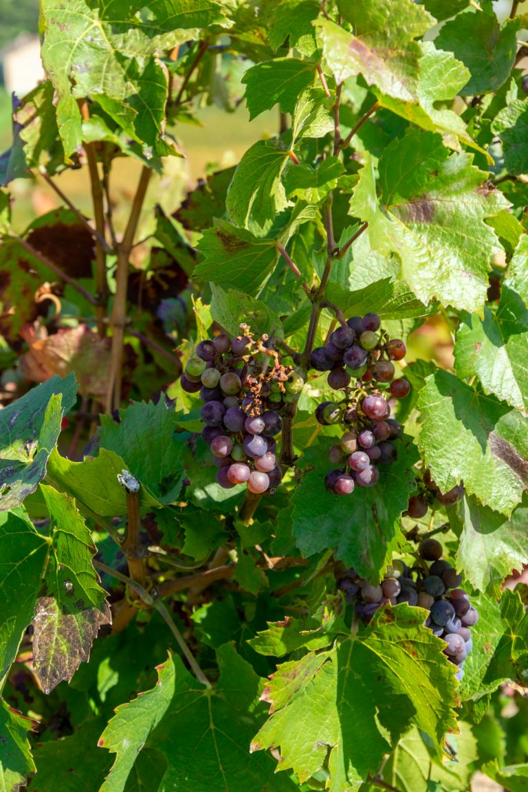 Prix plancher du vin : l&rsquo;Assemblée a voté, mais pour les vignerons, rien n&rsquo;est gagné