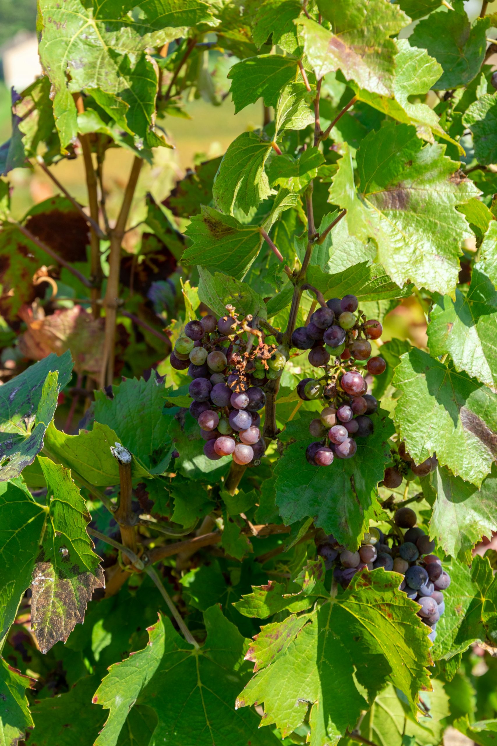 Vignes françaises en pleine crise viticole