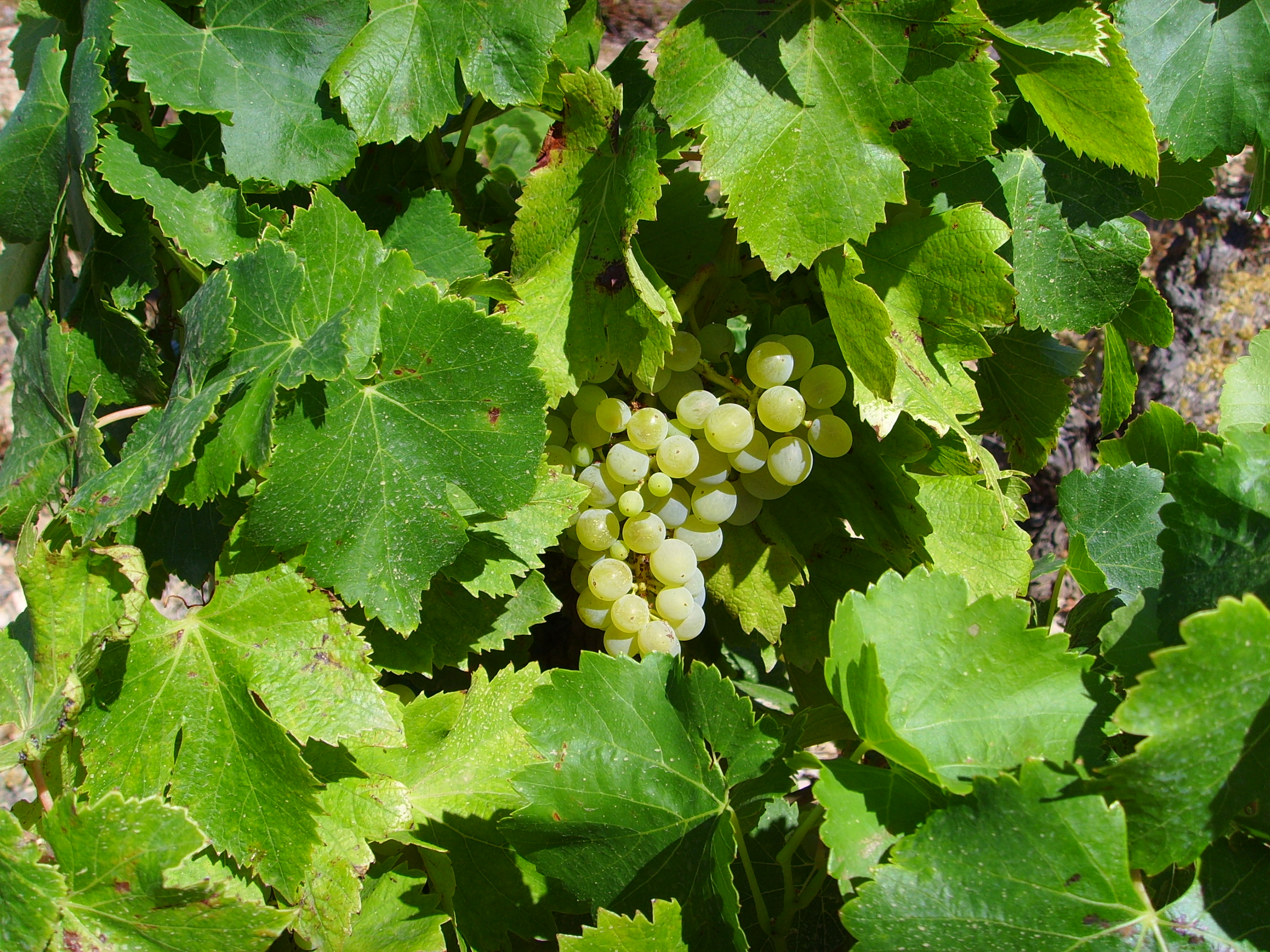Vignoble du cru Fitou, Aude — précocité record millésime 2026