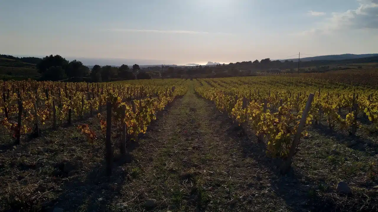 Vignoble de Bandol au coucher du soleil, berceau des rosés de garde