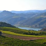 La vigne pourrait « flancher d un coup » : canicule dans les Pyrénées-Orientales, vendanges fin juillet en balance