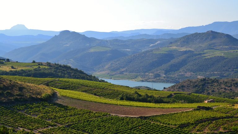 La vigne pourrait « flancher d un coup » : canicule dans les Pyrénées-Orientales, vendanges fin juillet en balance