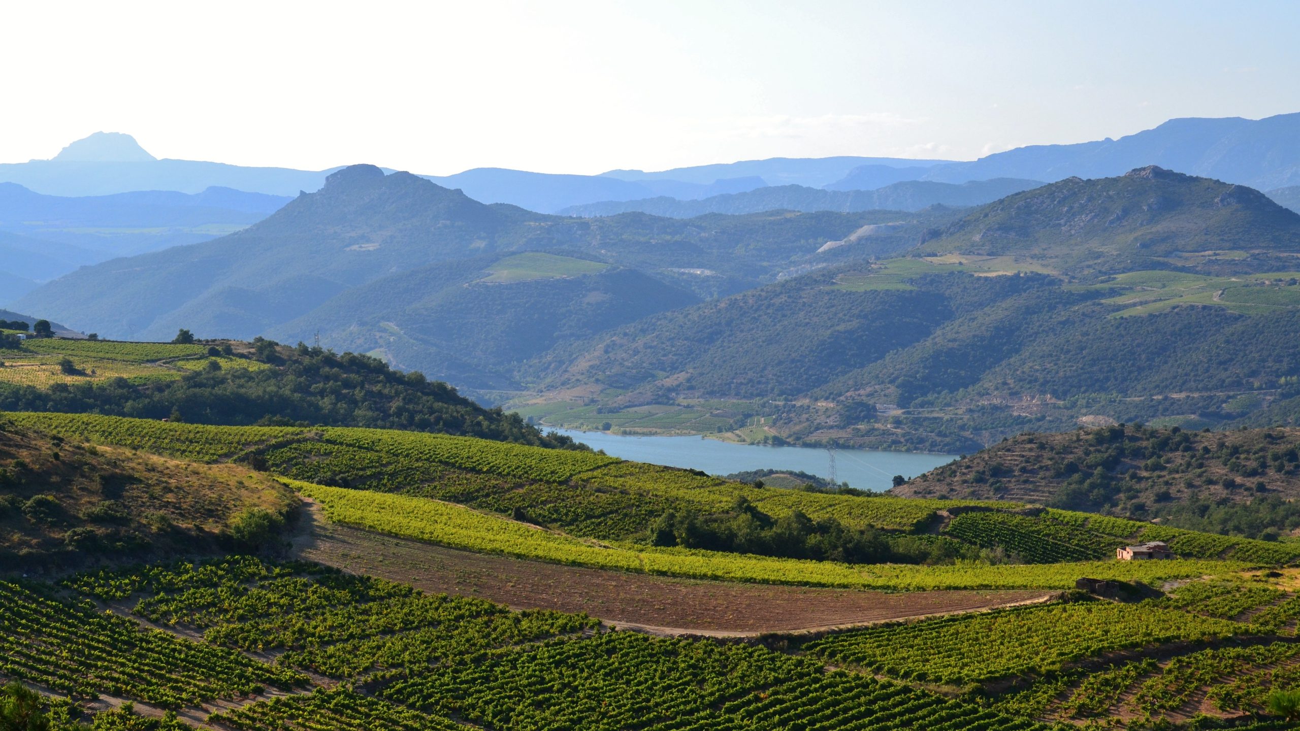 Vignoble de Caramany dans les Pyrénées-Orientales sous la canicule de juin 2026