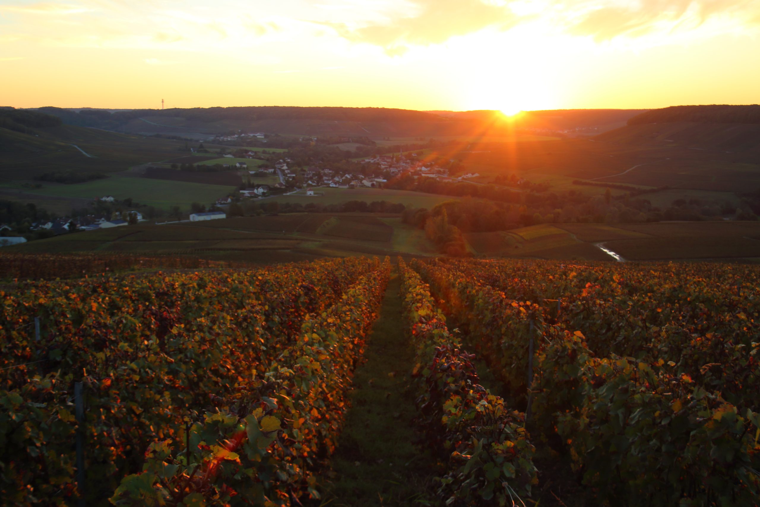 Rangs de vignes sur les coteaux de Champagne, paysage viticole emblématique