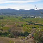 Château d&rsquo;Esclans annonce ses vendanges les plus précoces de l&rsquo;histoire : le 10 août, avec des cépages grecs et siciliens