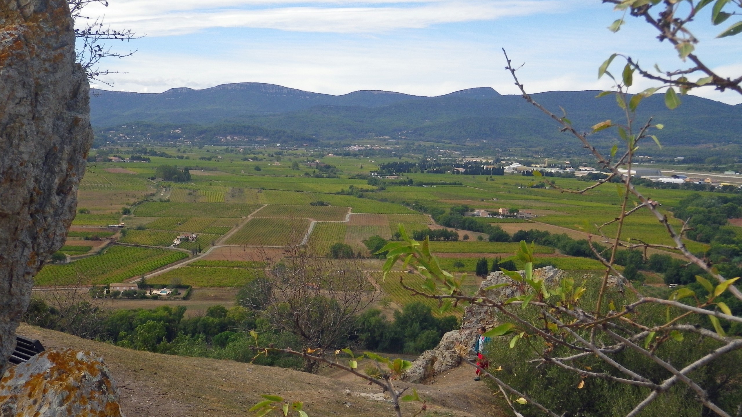 Paysage de vignobles des Côtes de Provence dans le Var, près de Montfort-sur-Argens