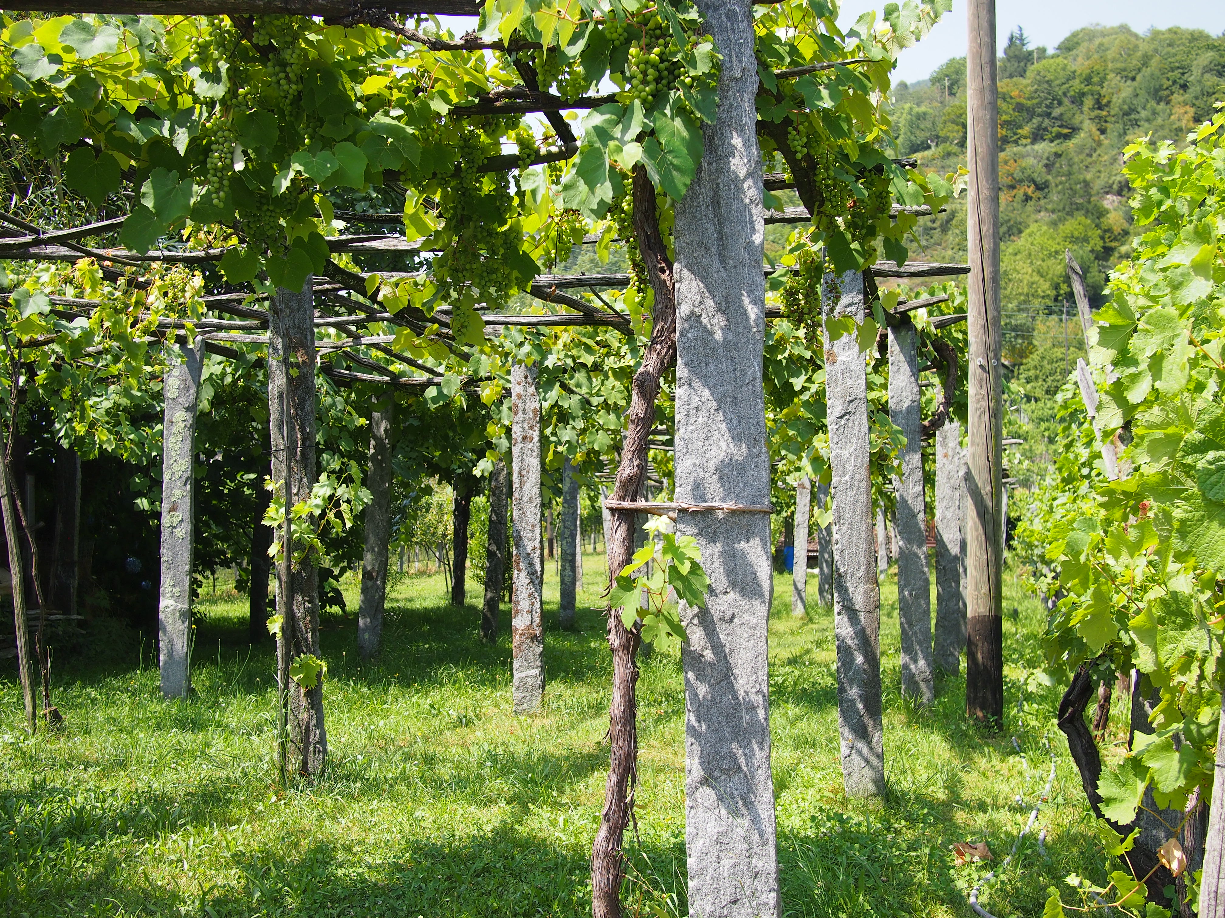 Vignoble verdoyant à Intragna dans le canton du Tessin en Suisse