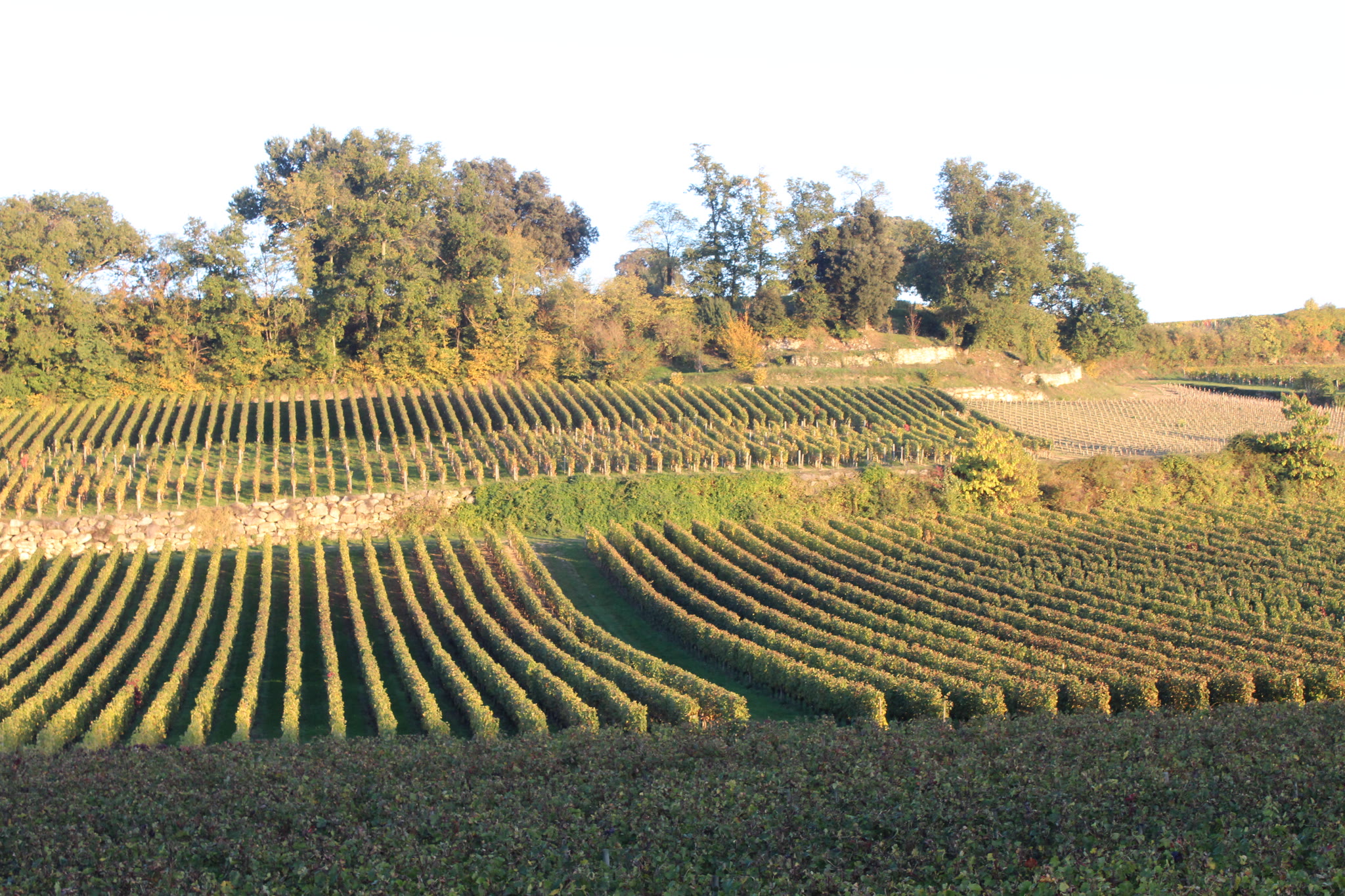 Rangs de vigne en coteau dans le vignoble de Saint-Émilion, lumière de fin de journée