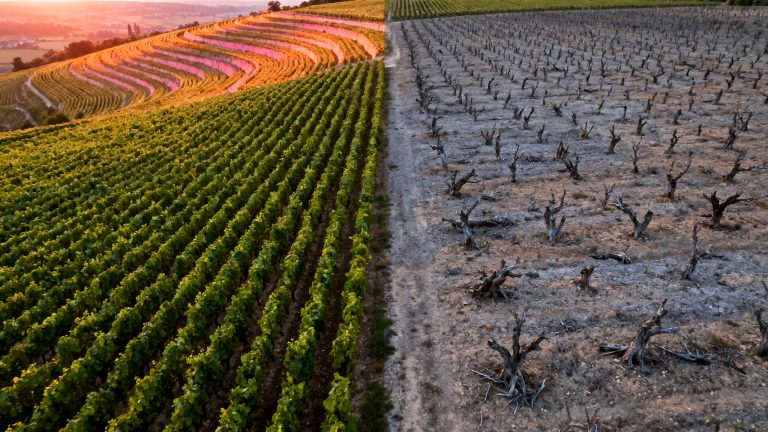 Vignobles français 2025 : la Bourgogne à 5,8 M€/ha, Bordeaux dévisse à -43%
