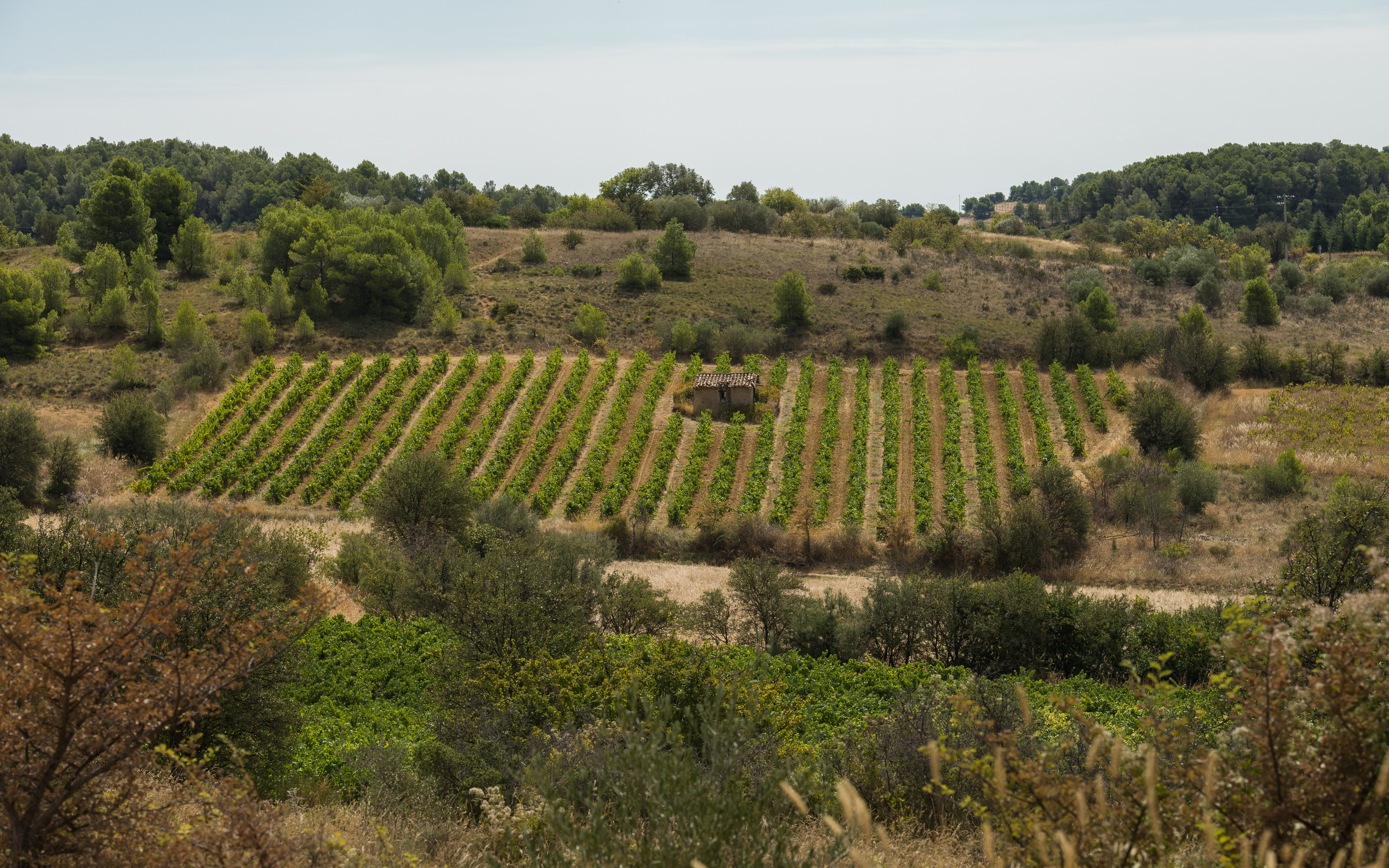 Rangées de vignes dans le Languedoc sous forte chaleur estivale