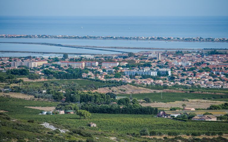 Vignobles de l'Hérault sous la chaleur estivale, canicule juin 2026