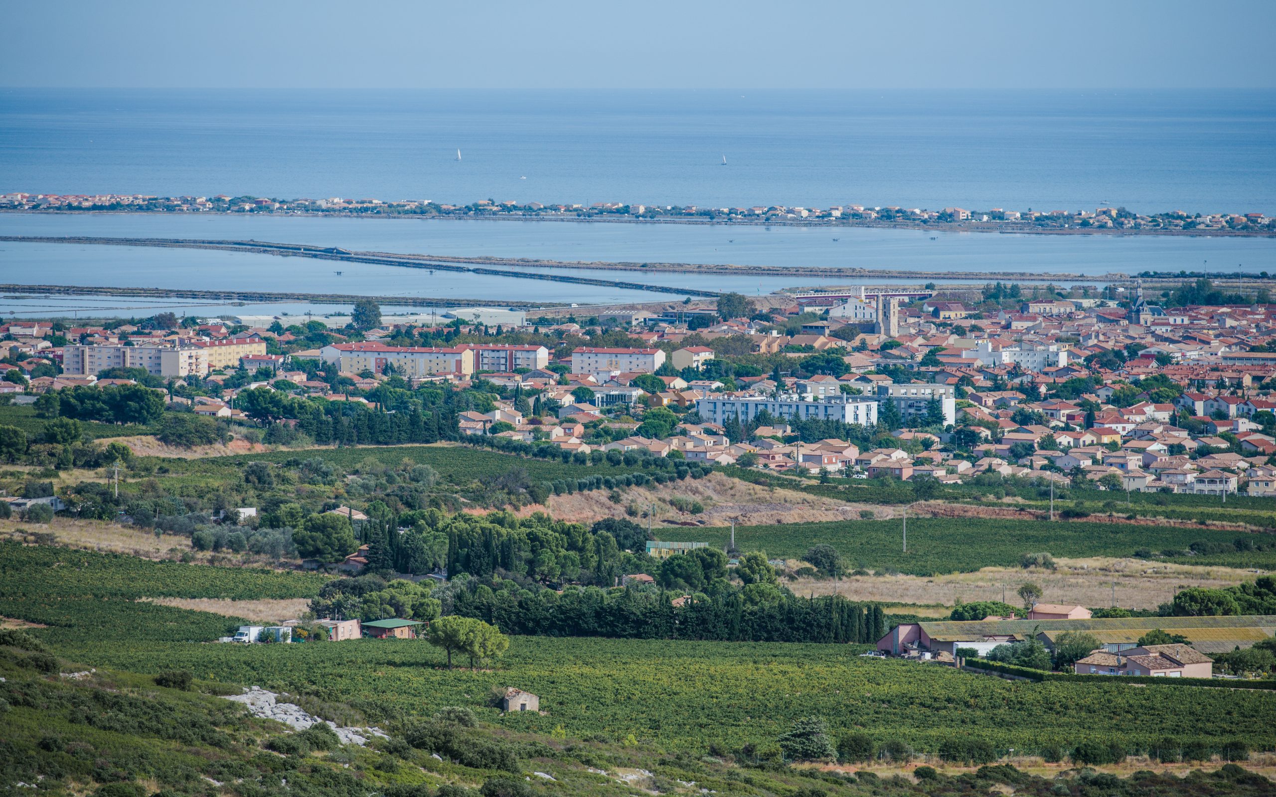 Vignobles de l'Hérault sous la chaleur estivale, canicule juin 2026