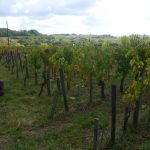 Bordeaux autorise jusqu&rsquo;à 7 g/l de sucre résiduel dans ses rouges : révolution ou capitulation ?