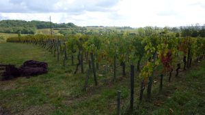 Bordeaux autorise jusqu&rsquo;à 7 g/l de sucre résiduel dans ses rouges : révolution ou capitulation ?