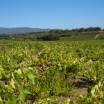 Les rosés de Provence sous pression : le vote décisif du 3 juillet 2026 qui peut tout changer