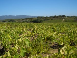 Les rosés de Provence sous pression : le vote décisif du 3 juillet 2026 qui peut tout changer