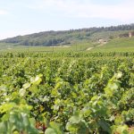 Millésime 2026 : raisins grillés, Bourgogne sous la grêle, Loire assoiffée — les vignerons face au compte à rebours