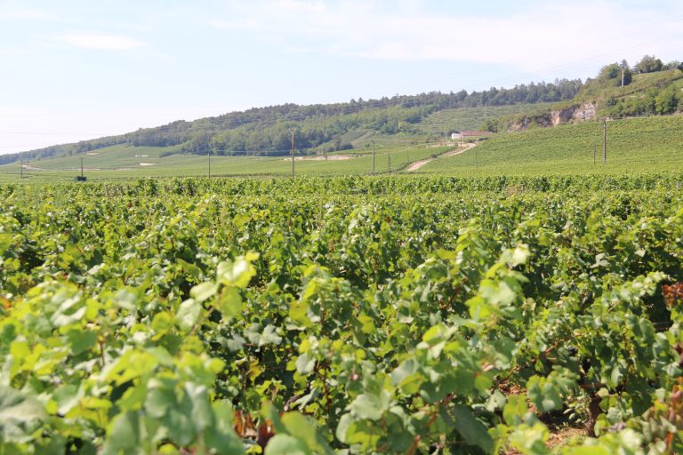 Millésime 2026 : raisins grillés, Bourgogne sous la grêle, Loire assoiffée — les vignerons face au compte à rebours