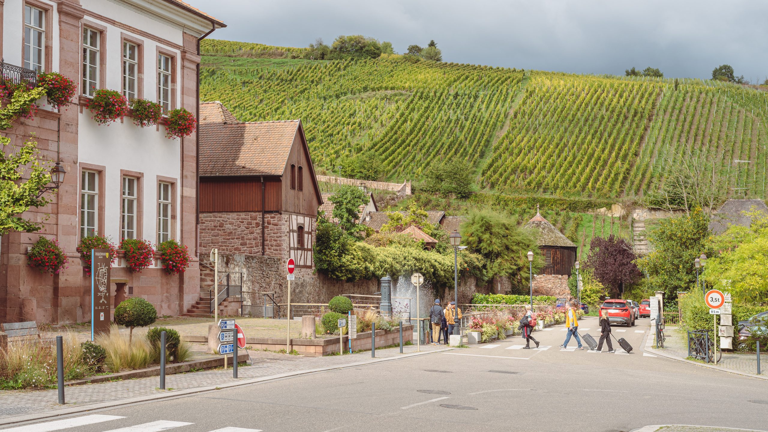 Vignoble alsacien de Riquewihr en été — sécheresse et rendements 2026
