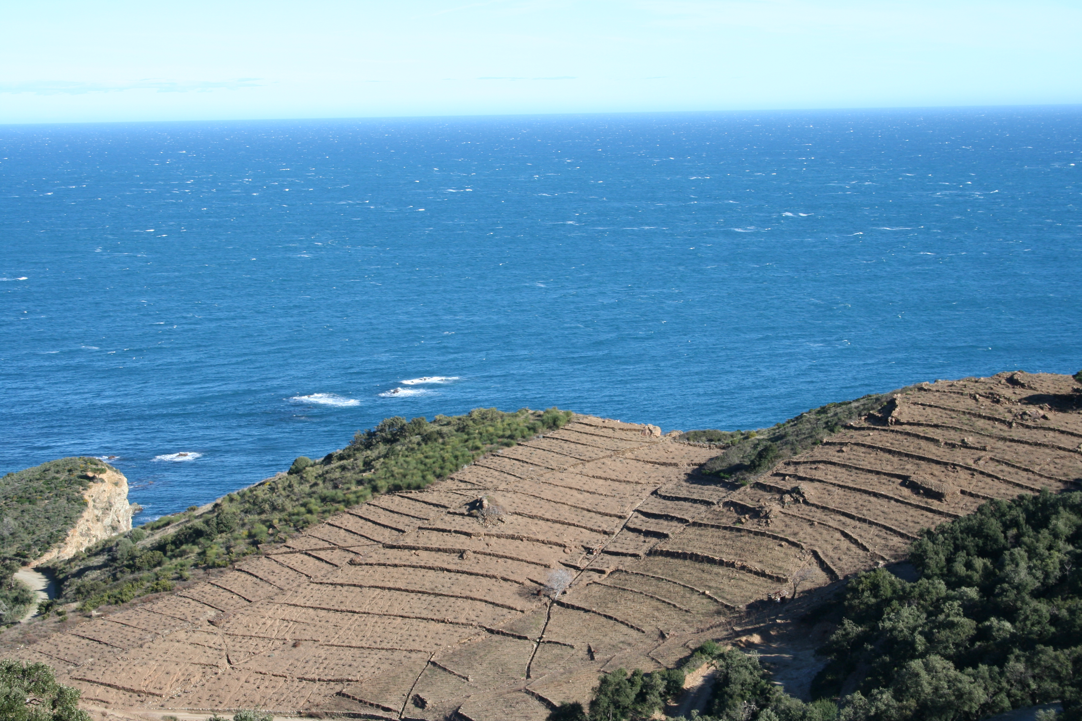Vignes en terrasses sur schiste — appellation Collioure AOC, Banyuls-sur-Mer