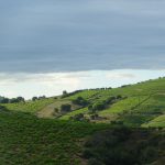Banyuls et Collioure sauvées de la faillite : Domaine Lafage reprend la coopérative noyée sous 21 millions de dettes