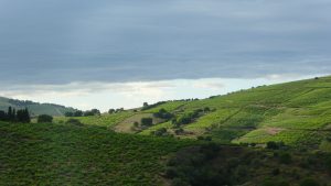 Banyuls et Collioure sauvées de la faillite : Domaine Lafage reprend la coopérative noyée sous 21 millions de dettes