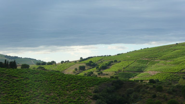 Banyuls et Collioure sauvées de la faillite : Domaine Lafage reprend la coopérative noyée sous 21 millions de dettes