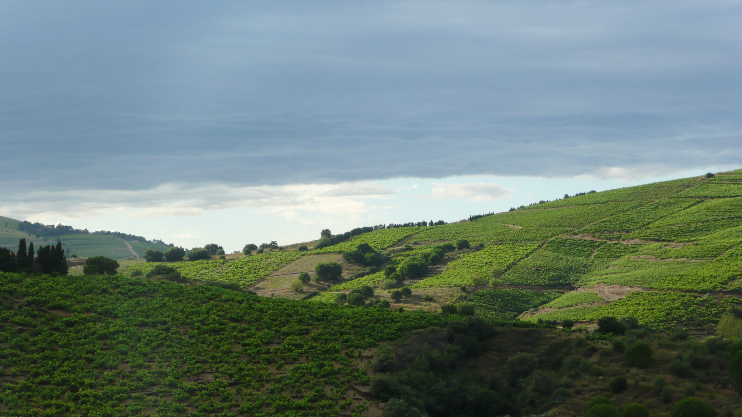 Vignobles de Banyuls sur les collines de schiste, Côte Vermeille, Pyrénées-Orientales