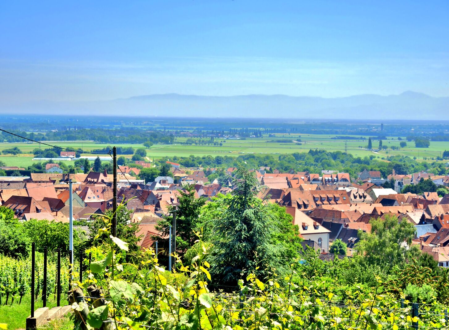 Panorama sur le vignoble d'Alsace à Soultz et le Spiegel, été 2026