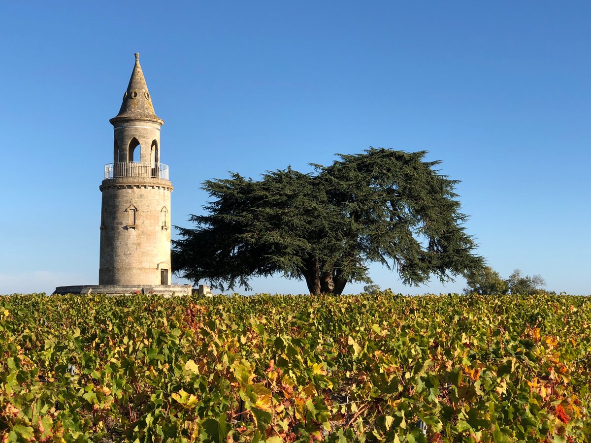 Vignes du Château La Tour de By à Bégadan, dans le Médoc