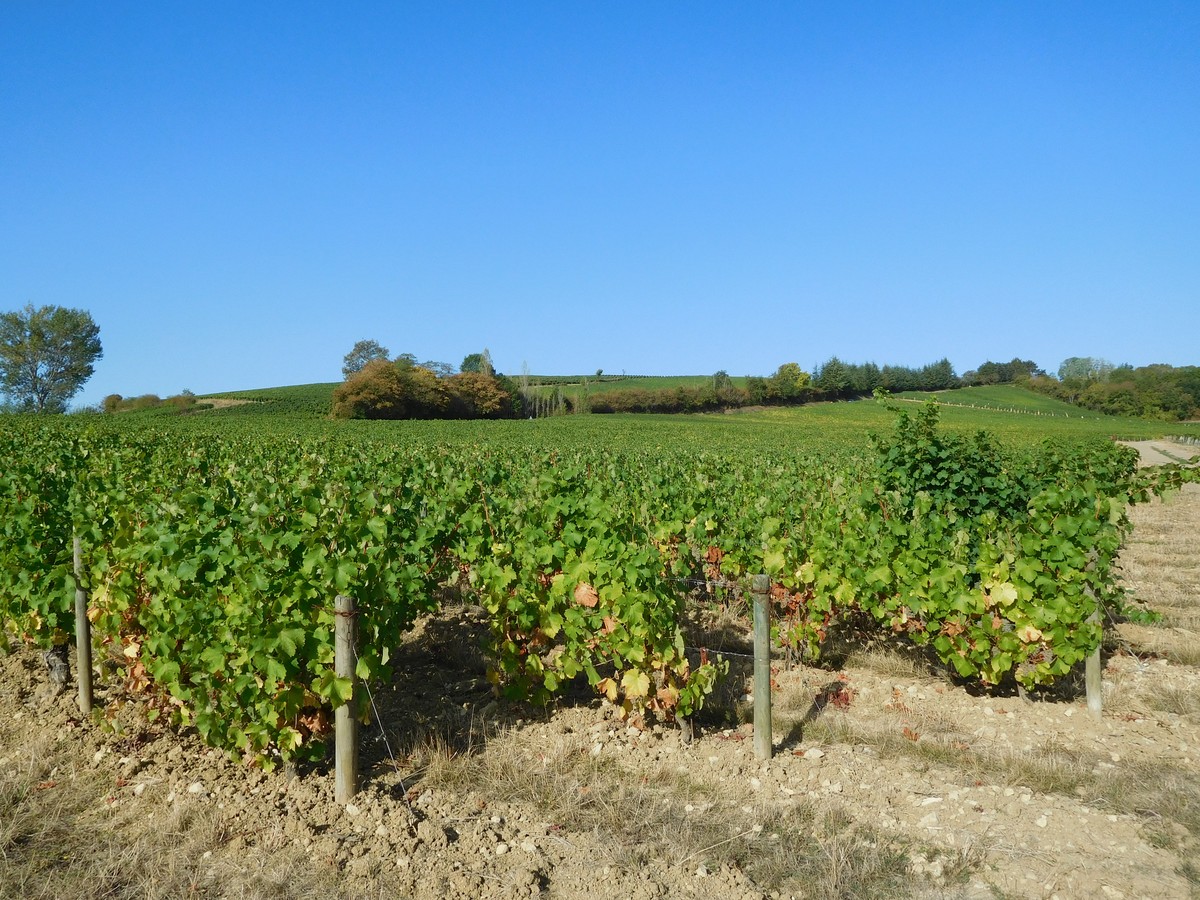 Vignoble de la Loire (Sancerre-Verdigny) à l'approche des vendanges