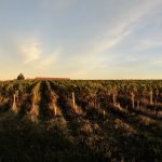 Le Scotch zéro taxe aux États-Unis : les vins français, eux, attendent toujours