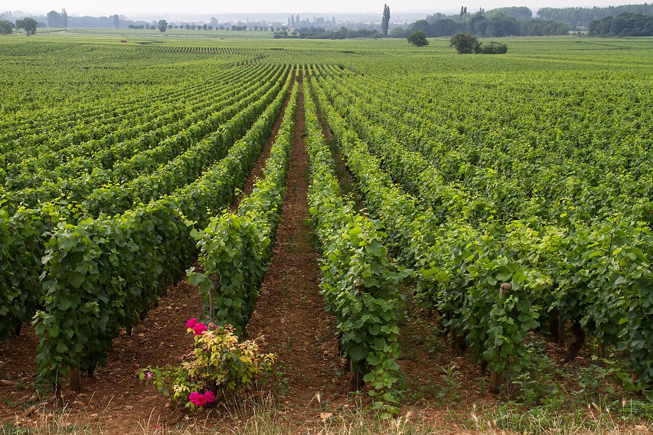 Vignoble de Bourgogne près de Beaune
