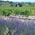 Cairanne, 10 ans de cru : le Rhône Sud élégant et accessible à (re)découvrir