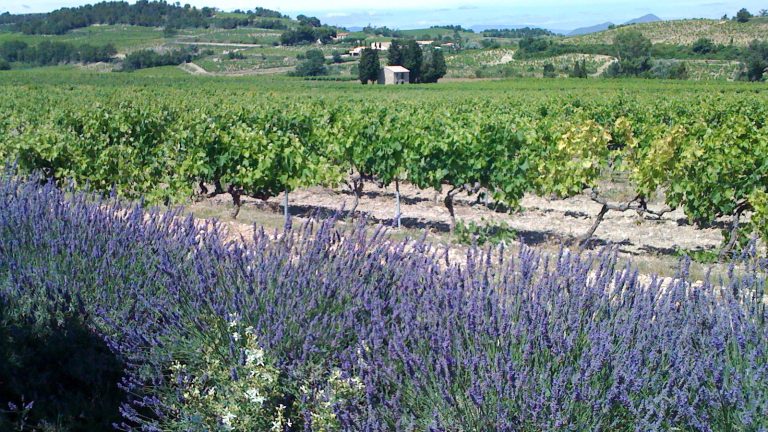 Cairanne, 10 ans de cru : le Rhône Sud élégant et accessible à (re)découvrir