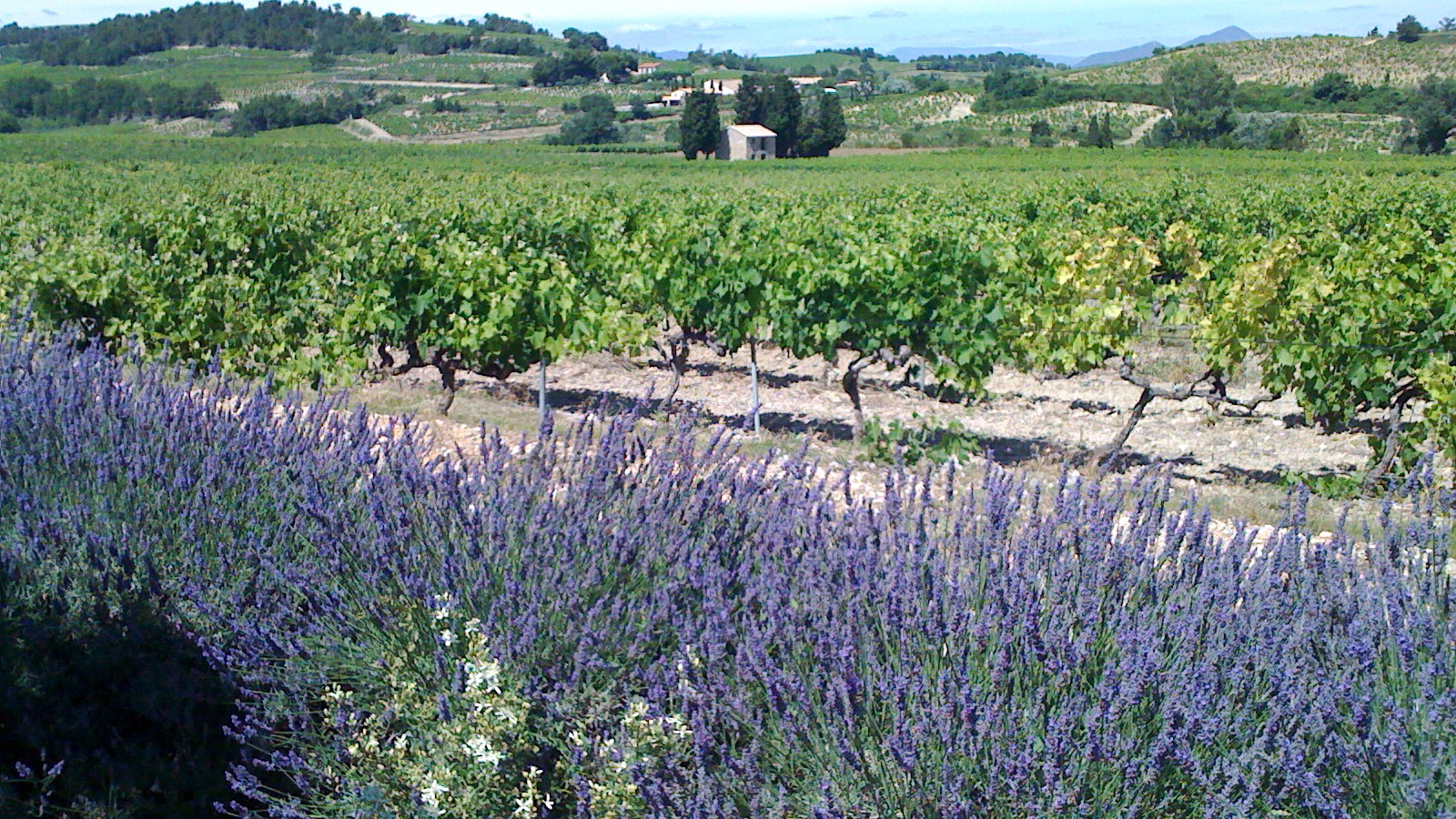 Vignoble de Cairanne et lavande, Côtes du Rhône Villages, Vaucluse