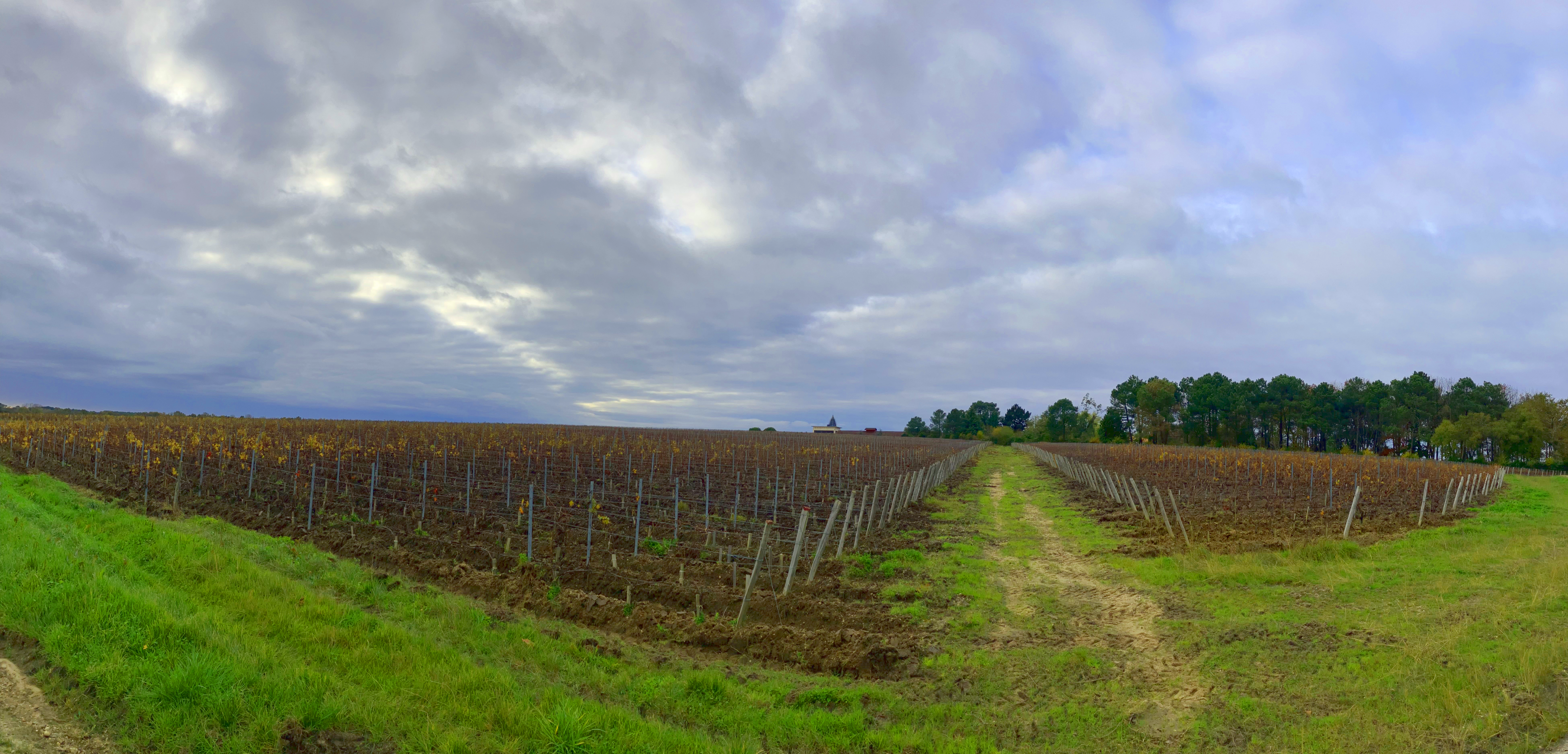 Vue aérienne des parcelles de vignes du château Rochemorin dans l'AOC Pessac-Léognan