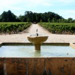 Millésime 2026 : la troisième canicule suspend les prévisions de vendanges