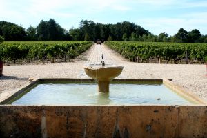 Millésime 2026 : la troisième canicule suspend les prévisions de vendanges